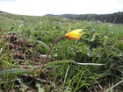 La tulipe emblme du Vercors